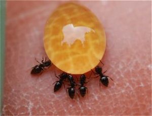 ants-honey