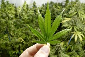 ganja