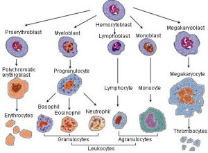 leukosit - sel darah putih