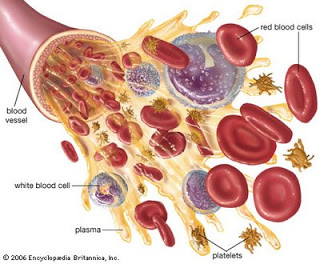 penyakit yang berhubungan dengan peredaran darah
