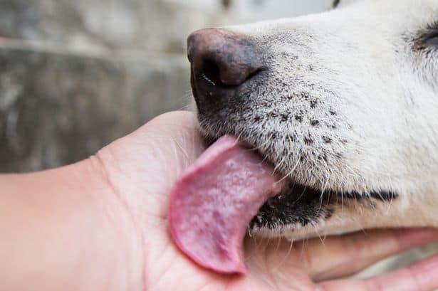 Infeksi Mematikan dari Air Liur Anjing Peliharaan Akibatkan Pria Ini Meninggal
