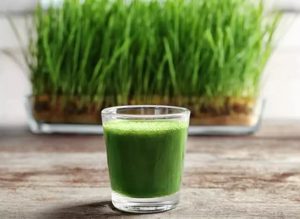 Wheatgrass untuk  Penderita  Diabetes  HaloSehat